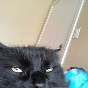 Meet your Posher, Kemper